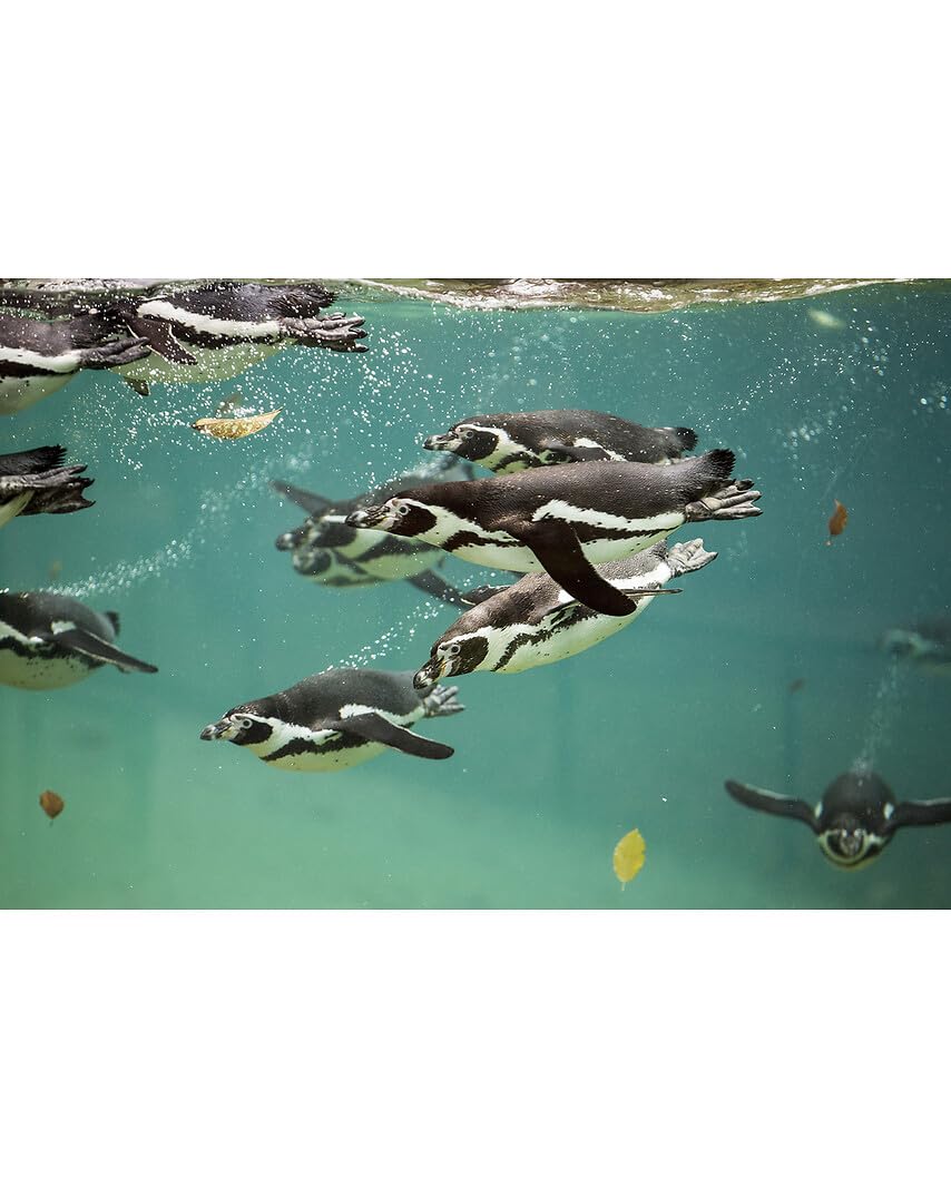 Wonderbox Connect ZooParc Beauval coffret 1 pers