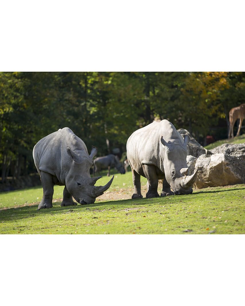 Wonderbox Connect ZooParc Beauval coffret 1 pers