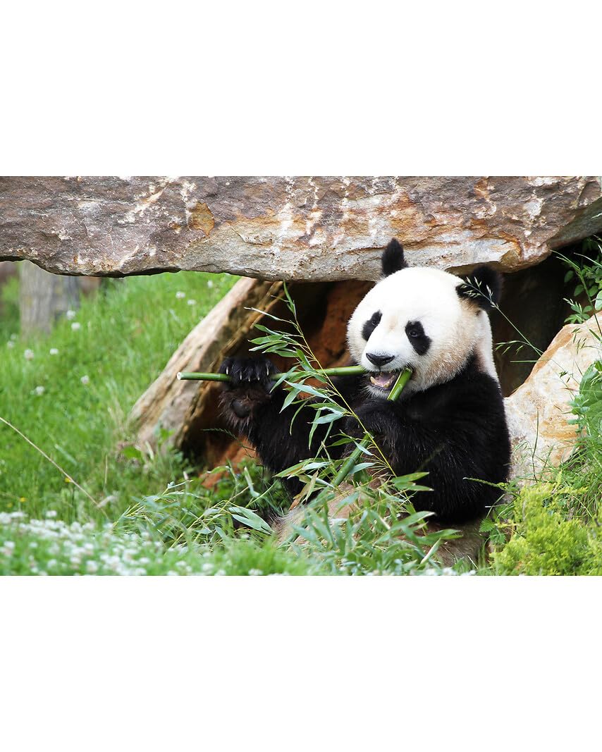 Wonderbox Connect ZooParc Beauval coffret 1 pers